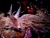 Nudibranch Sitka AK
