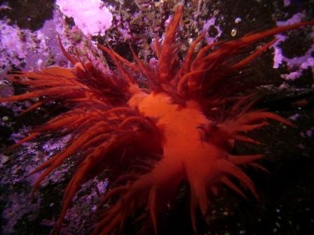 Spanish Nudibranch, Alaska
