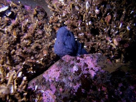Wolf Eel SItka Alaska