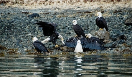 Feeding Frenzy