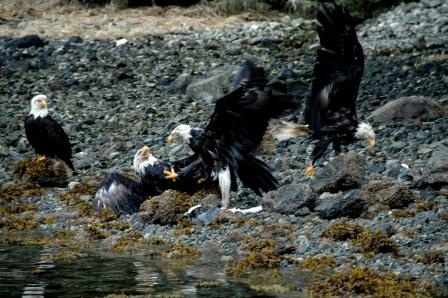 Fighting Eagles Sitka Alaska