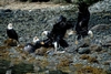 Fighting Eagles Sitka Alaska