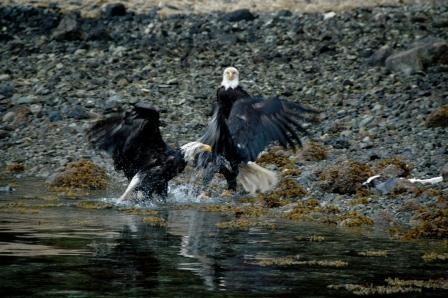 Fighting Eagles-2 Sitka Ak