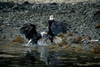 Fighting Eagles-2 Sitka Ak