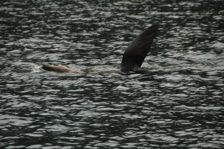 Saying Hello SeaLion Style, Sitka AK
