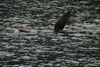 Saying Hello SeaLion Style, Sitka AK