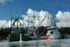 Unloading the Herring