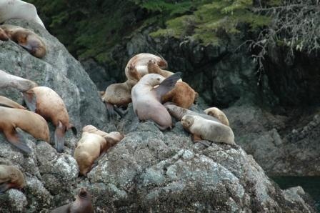 Sea Lions-2, Sitka AK