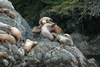 Sea Lions-2, Sitka AK