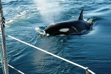Orca, Sitka AK