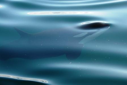 Orca Sitka Alaska