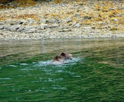 Swimming Bear/Water Hazard Sitka AK