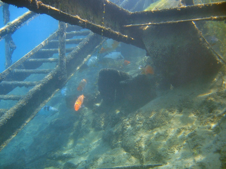 The staircase and our Koi