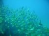 Mahi Shipwreck