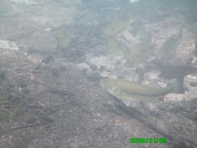 Fishies in the Comal River