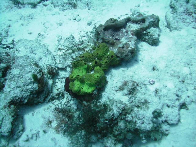 Pretty Coral amongst the sand from the Hurricane