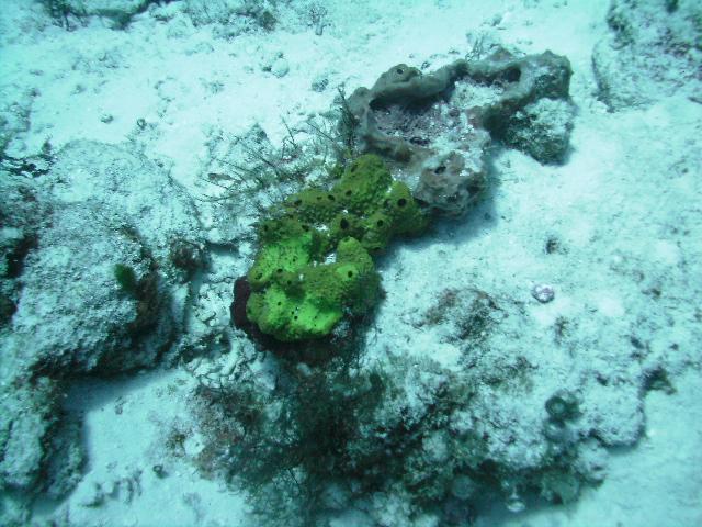 Pretty Coral amongst the sand from the Hurricane