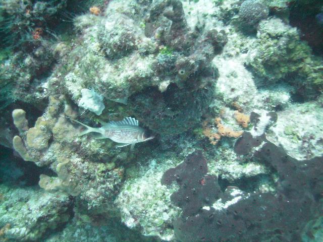 Angry Fishy