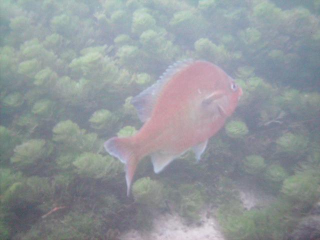 Comal River Fish Photo 20 APR 08