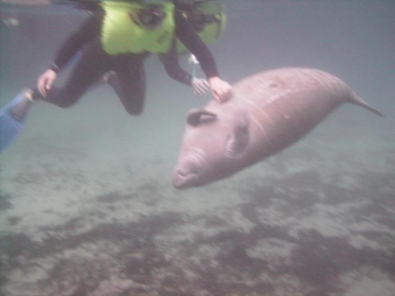 Manatee Snorkeling Trip GREAT Experience