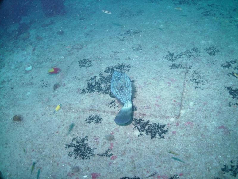 Random Fish on the Spiegel Grove