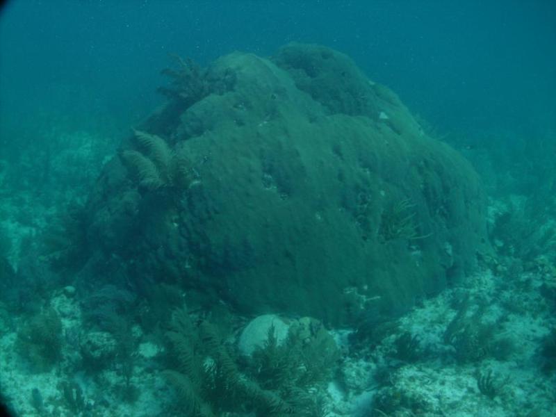 Diving the Key Largo Dry Rocks