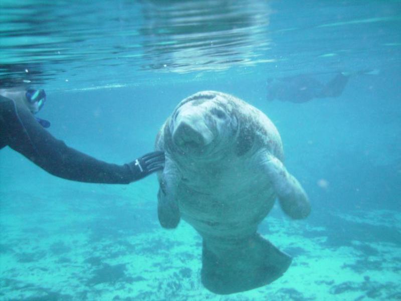 Manatee in Crystal River FL