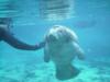 Manatee in Crystal River FL