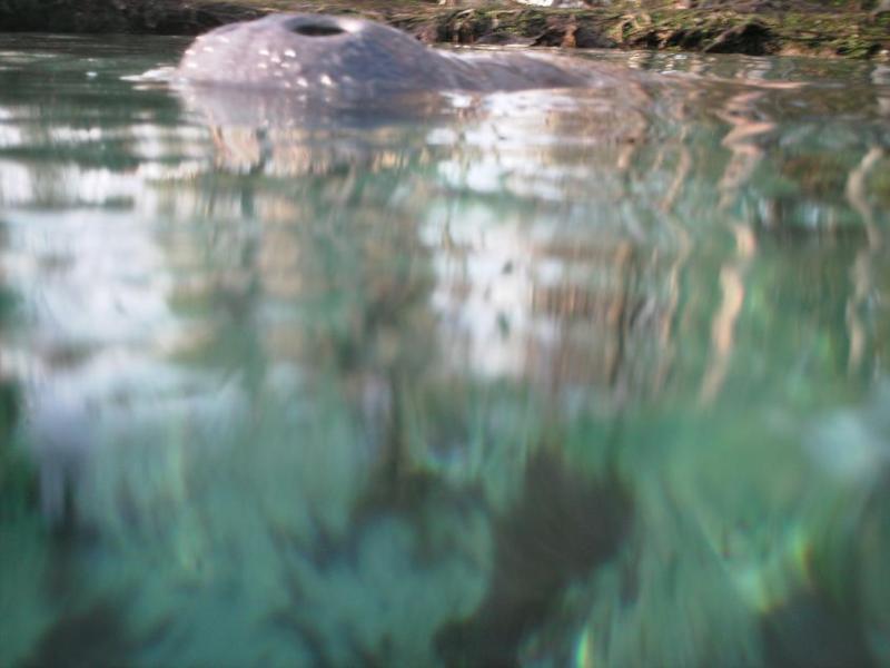 Manatee Nose