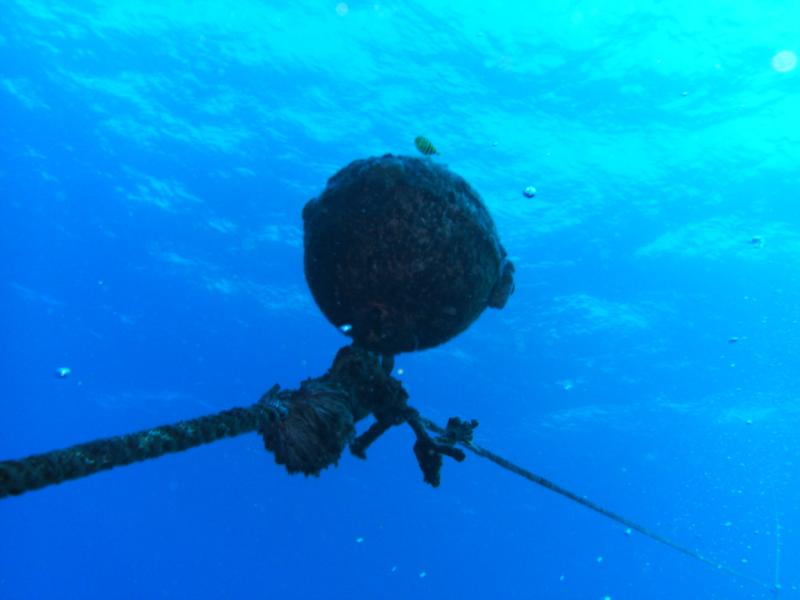 I see these fish guarding mooring balls all over Oahu