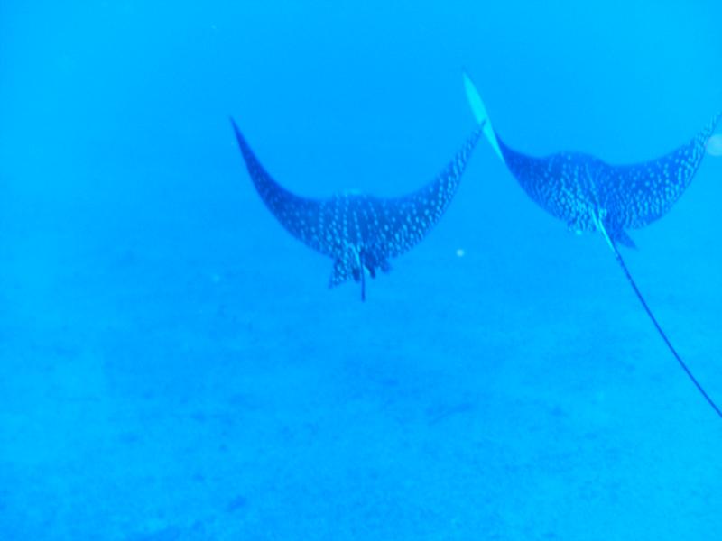 Eagle Rays