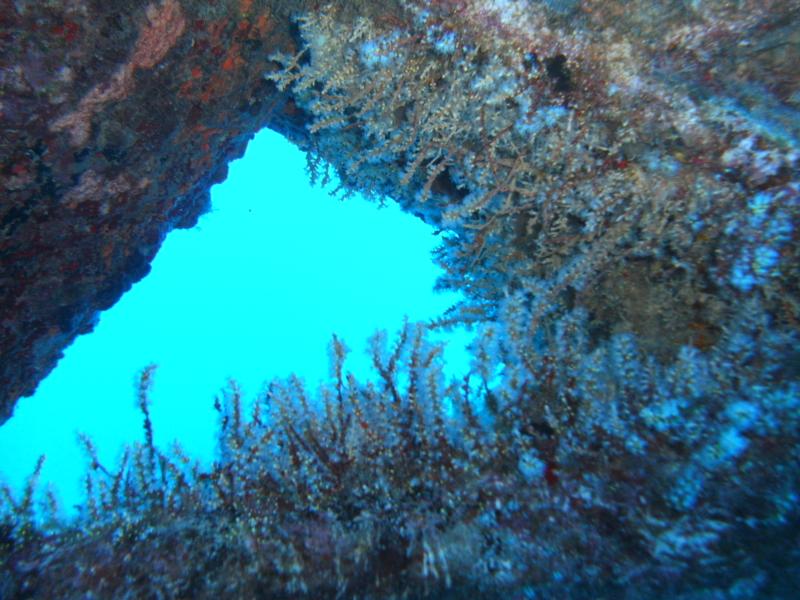 More Coral on the Mahi