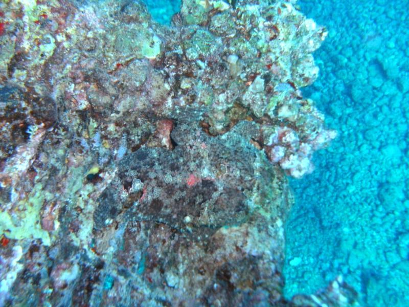 Can you spot the Frog Fish?