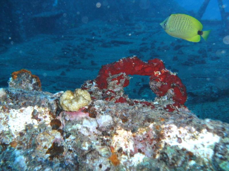 On the Sea Tiger (Oahu, HI)