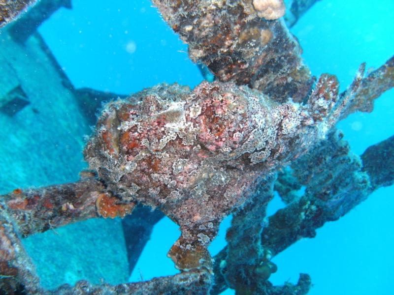 Frog Fish on the "Deep LCU"