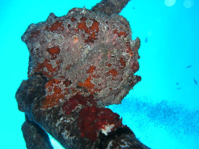 The other Frog Fish (Deep LCU)