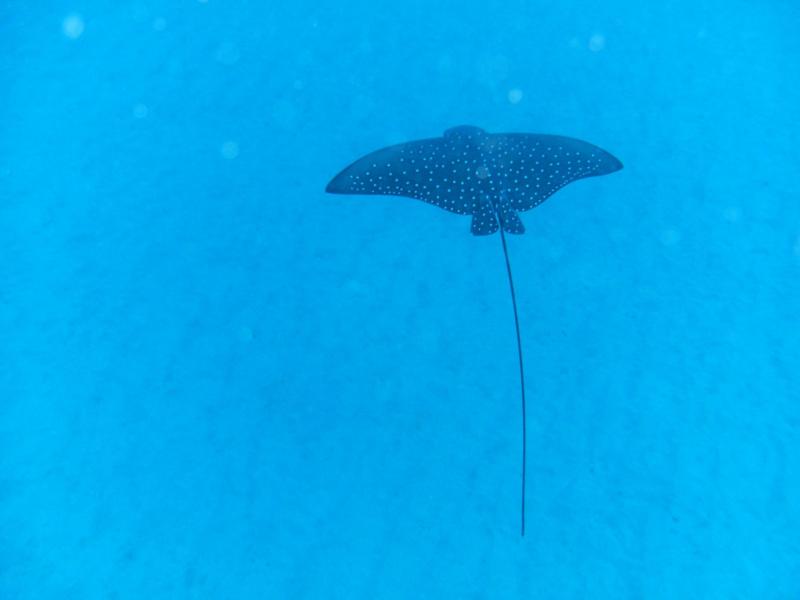 Eagle Ray on the Deep LCU