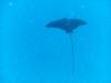 Eagle Ray on the Deep LCU