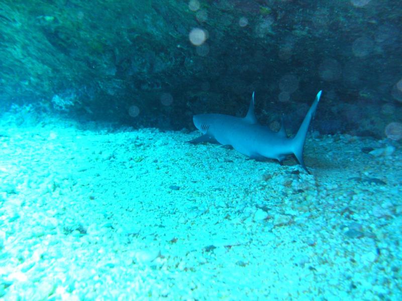 A baby White Tip in Oahu