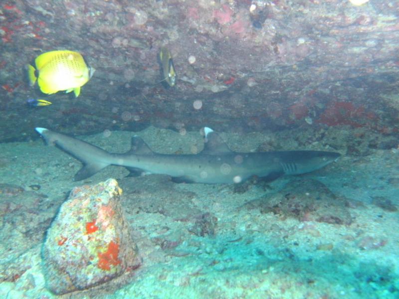 A Small White Tip Reef Shark, Oahu