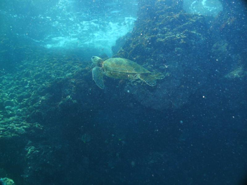 Turtle Sharks Cove