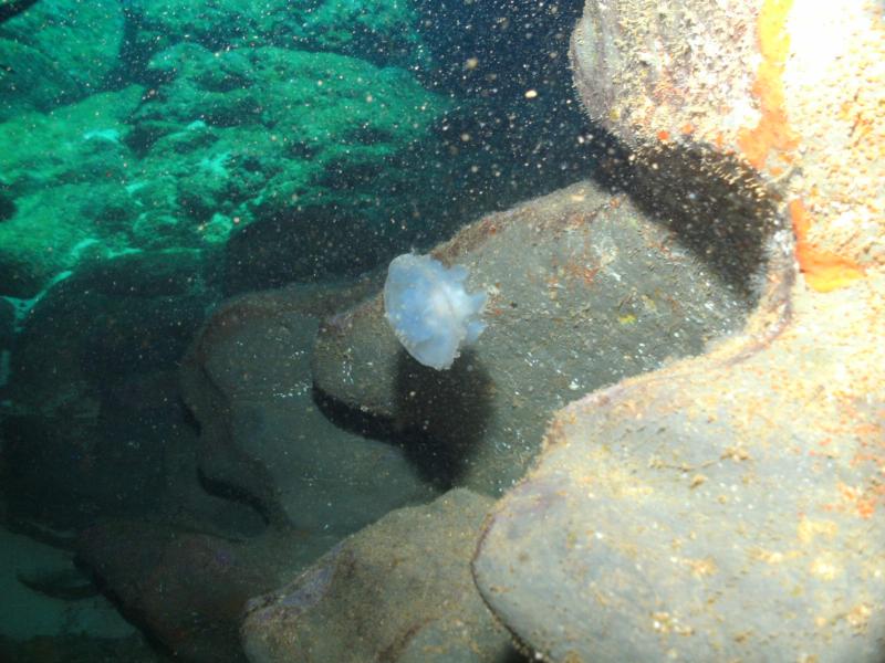 Jellyfish at Sharks Cove