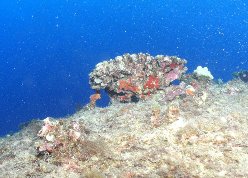 Looking up at Coral on Airplane Ledge, Oahu, HI