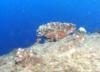 Looking up at Coral on Airplane Ledge, Oahu, HI