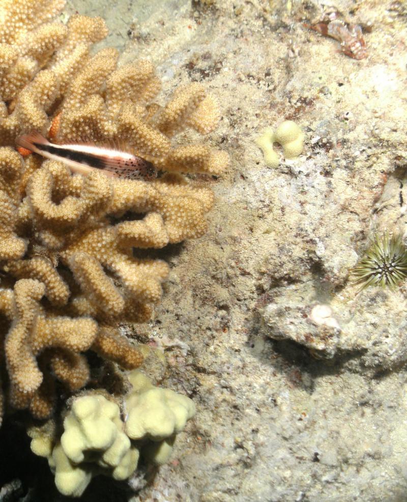 Hawkfish and Scorpionfish