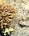 Hawkfish and Scorpionfish