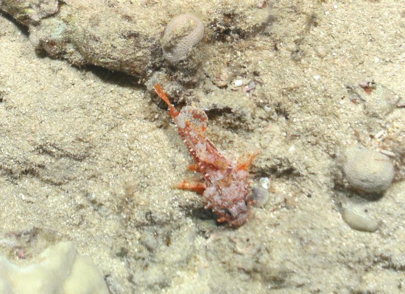 Scorpionfish