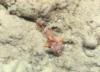 Scorpionfish