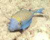 Male Spotted Trunkfish