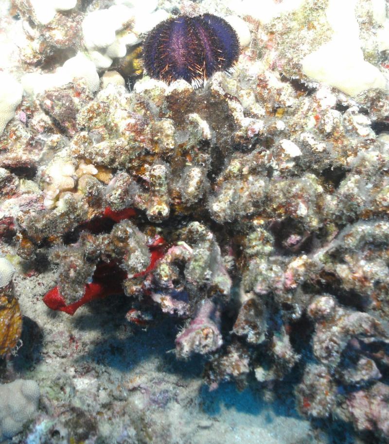 Urchin Eating Coral